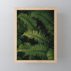 Ferns VIII Mini Art Print Gallery Image 1
