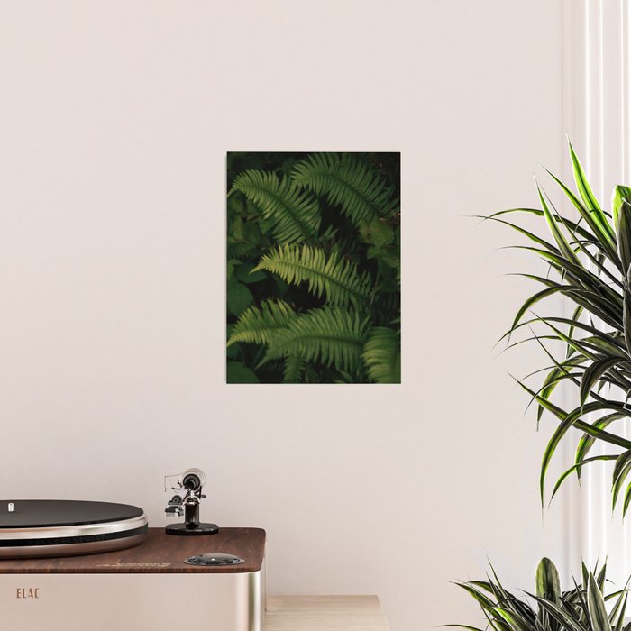 Ferns VIII Poster Gallery Image 2