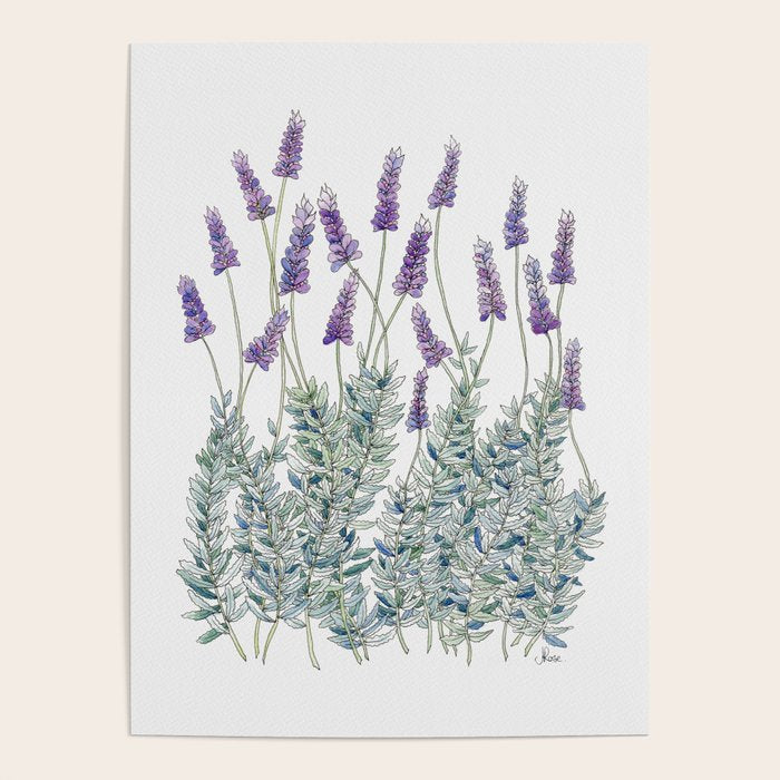 Lavender, Illustration Poster Gallery Image 1