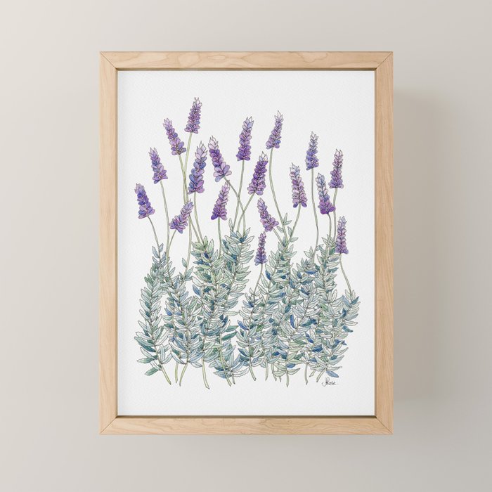 Lavender, Illustration Mini Art Print