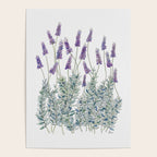Lavender, Illustration Poster Gallery Image 4