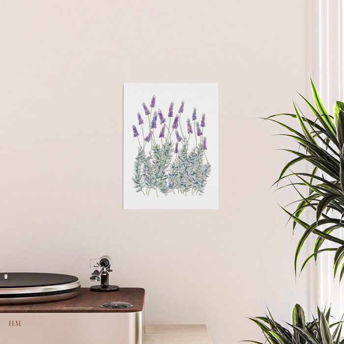 Lavender, Illustration Poster Gallery Image 2