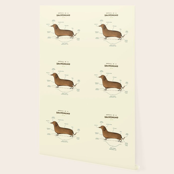 Anatomy of a Dachshund Wallpaper Gallery Image 2