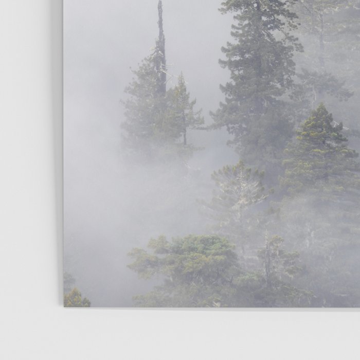 Forest In The Sky - Redwood National Park Foggy Trees Poster Gallery Image 3