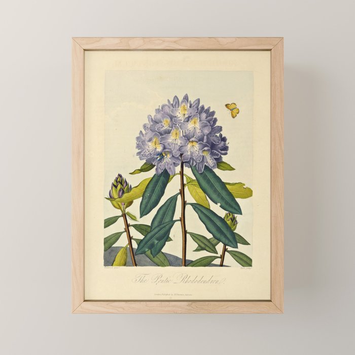 Rhododendron from "The Temple of Flora," 1812 (benefitting The Nature Conservancy) Mini Art Print Gallery Image 1