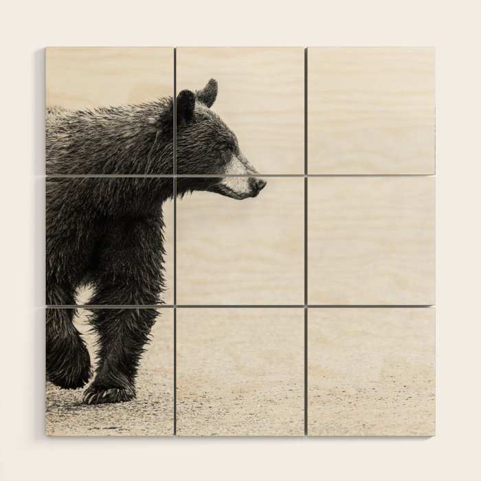 Bear Crossing - Black and White Wildlife Photography Wood Wall Art Gallery Image 1