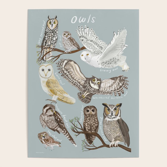 Owls Illustrated Chart Poster Gallery Image 4