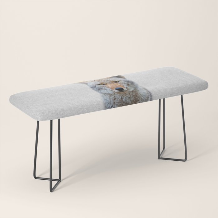 Coyote - Colorful Bench Gallery Image 1