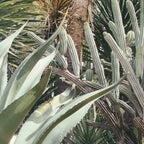 Cactus Garden #3 - Nature Photography Coffee Mug Gallery Image 2