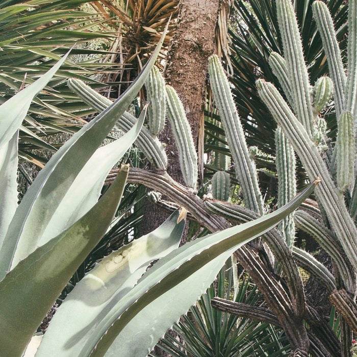 Cactus Garden #3 - Nature Photography Coffee Mug Gallery Image 2