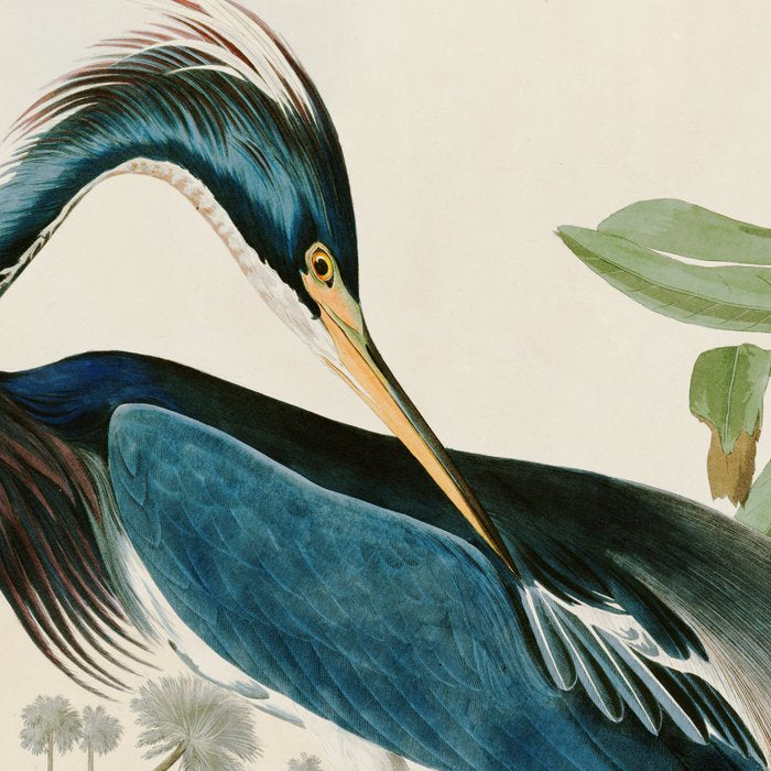 Louisiana Heron by John James Audubon  Coffee Mug Gallery Image 2