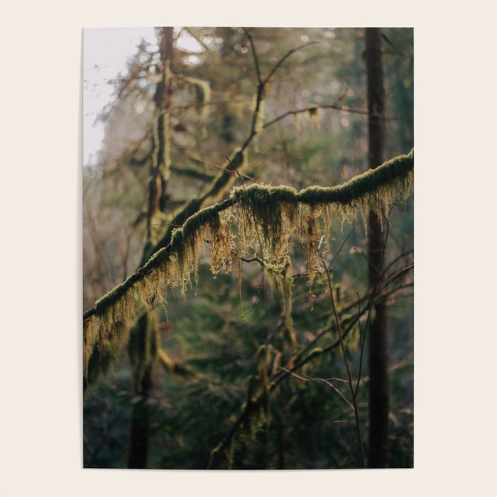 Hanging Moss Poster Gallery Image 1