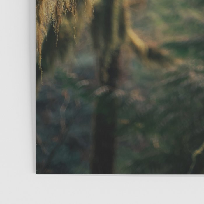 Hanging Moss Poster Gallery Image 3