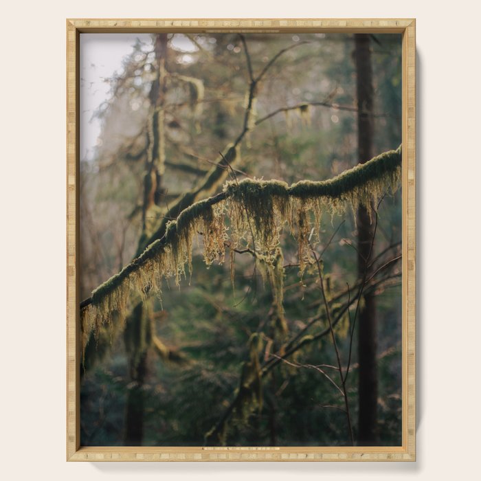 Hanging Moss Serving Tray Gallery Image 1