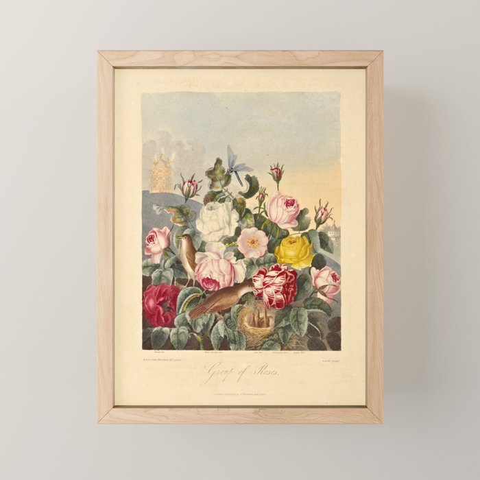 Roses from "The Temple of Flora," 1812 (benefitting The Nature Conservancy) Mini Art Print Gallery Image 1