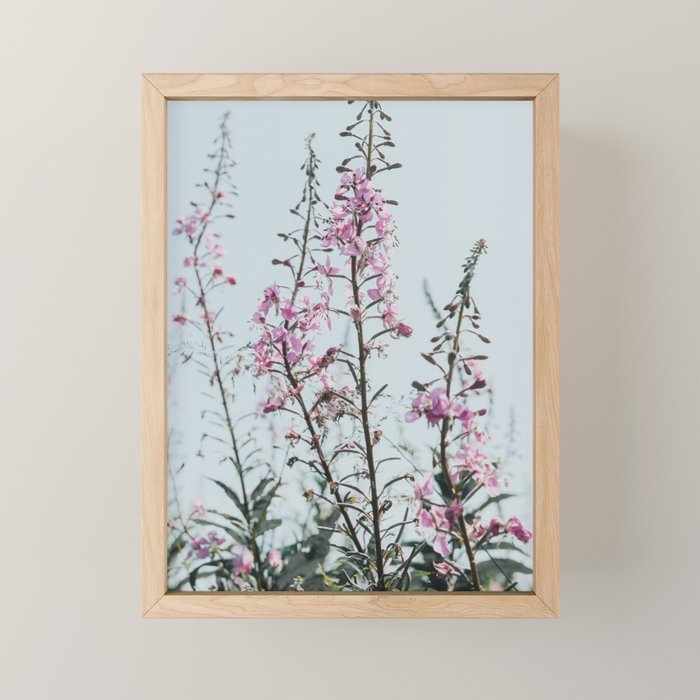 summer wildflowers - botanical flower photograph summer Maine Mini Art Print Gallery Image 1