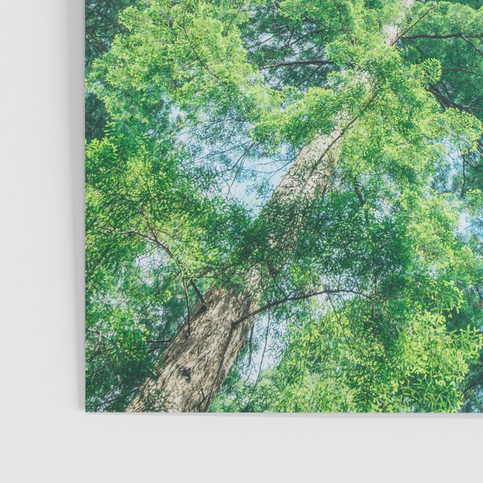 Lost In The Forest - Redwood National Park California Poster Gallery Image 3