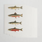 Illustrated North American Freshwater Trout Game Fish Identification Chart Wrapping Paper Gallery Image 3