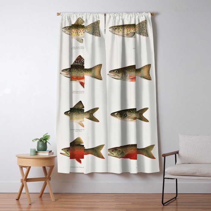 Illustrated North American Freshwater Trout Game Fish Identification Chart Window Curtain Gallery Image 5