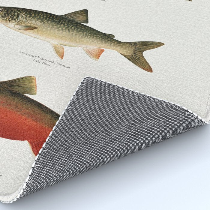 Illustrated North American Freshwater Trout Game Fish Identification Chart Rug Gallery Image 4