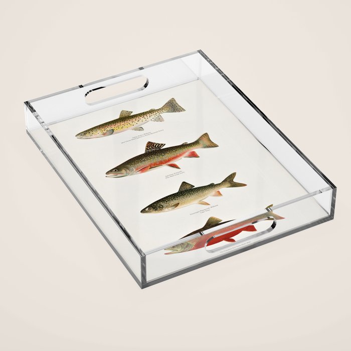 Illustrated North American Freshwater Trout Game Fish Identification Chart Acrylic Tray Gallery Image 1