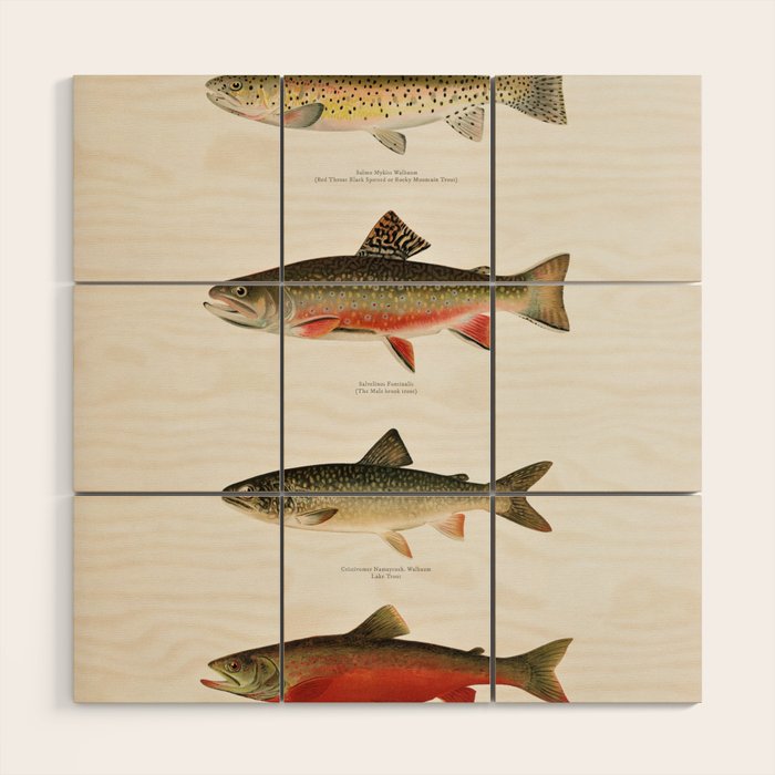Illustrated North American Freshwater Trout Game Fish Identification Chart Wood Wall Art Gallery Image 1