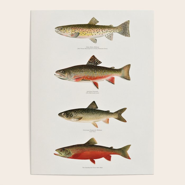 Illustrated North American Freshwater Trout Game Fish Identification Chart Poster Gallery Image 4