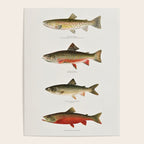 Illustrated North American Freshwater Trout Game Fish Identification Chart Poster Gallery Image 4