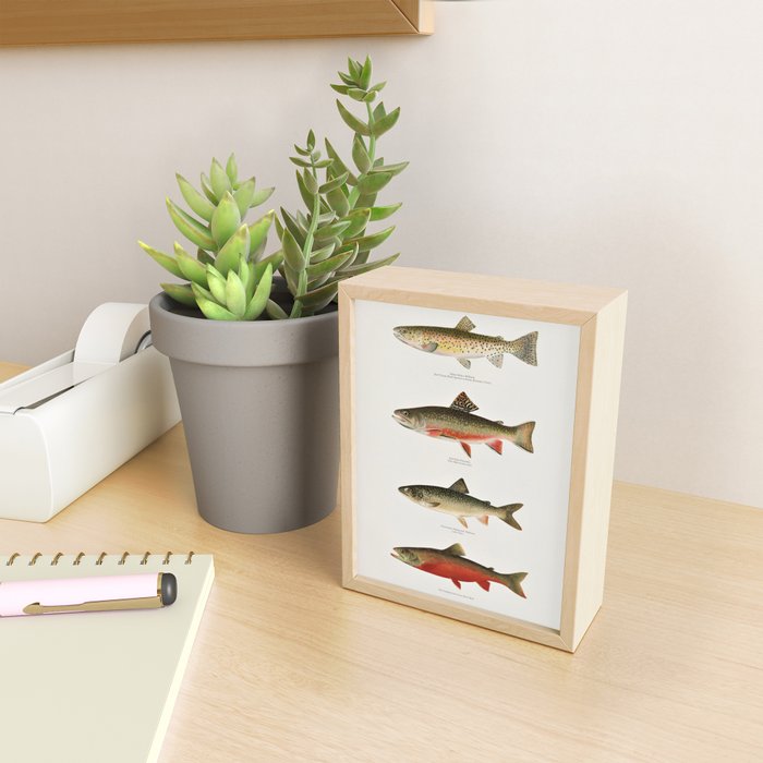 Illustrated North American Freshwater Trout Game Fish Identification Chart Mini Art Print Gallery Image 2