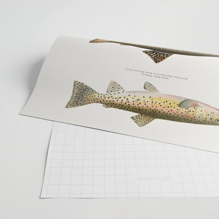 Illustrated North American Freshwater Trout Game Fish Identification Chart Wrapping Paper Gallery Image 2