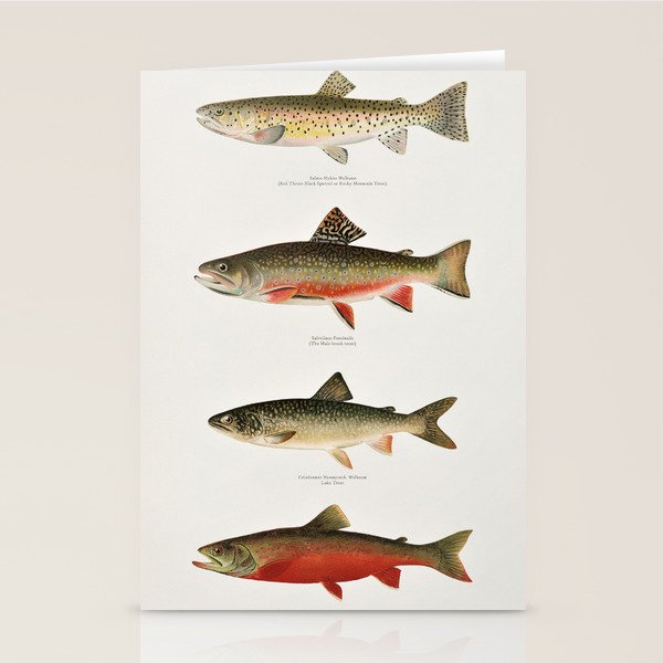 Illustrated North American Freshwater Trout Game Fish Identification Chart Stationery Card Gallery Image 2
