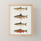 Illustrated North American Freshwater Trout Game Fish Identification Chart Mini Art Print Gallery Image 1