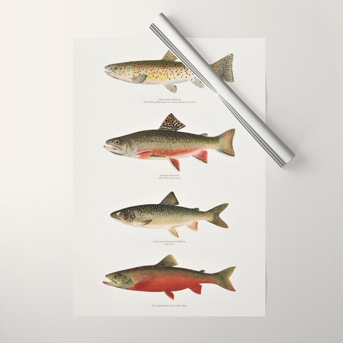 Illustrated North American Freshwater Trout Game Fish Identification Chart Wrapping Paper Gallery Image 1