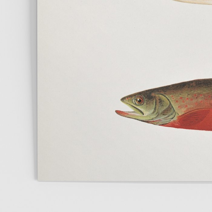 Illustrated North American Freshwater Trout Game Fish Identification Chart Poster Gallery Image 3