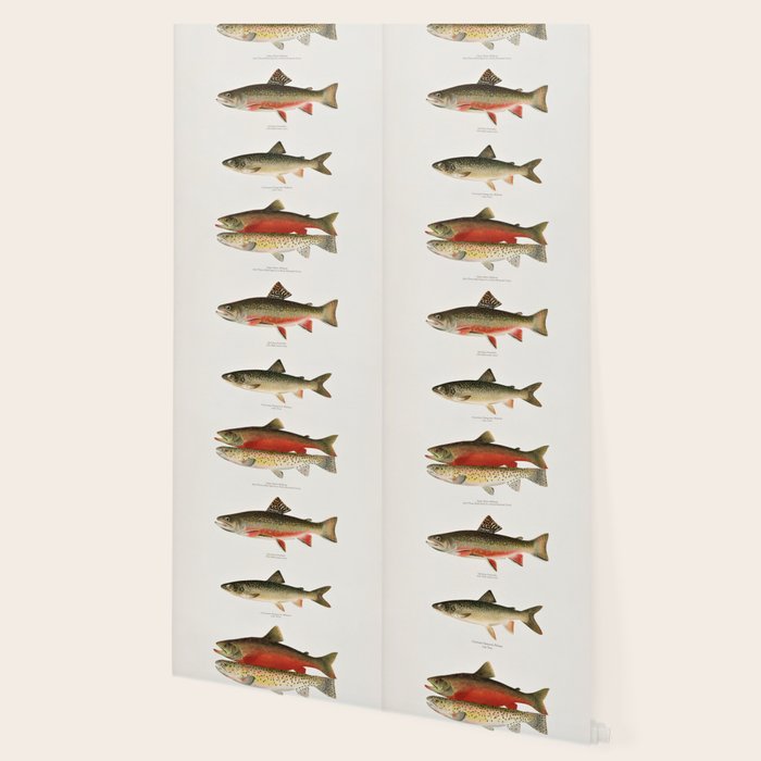 Illustrated North American Freshwater Trout Game Fish Identification Chart Wallpaper Gallery Image 2