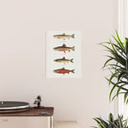 Illustrated North American Freshwater Trout Game Fish Identification Chart Poster Gallery Image 2