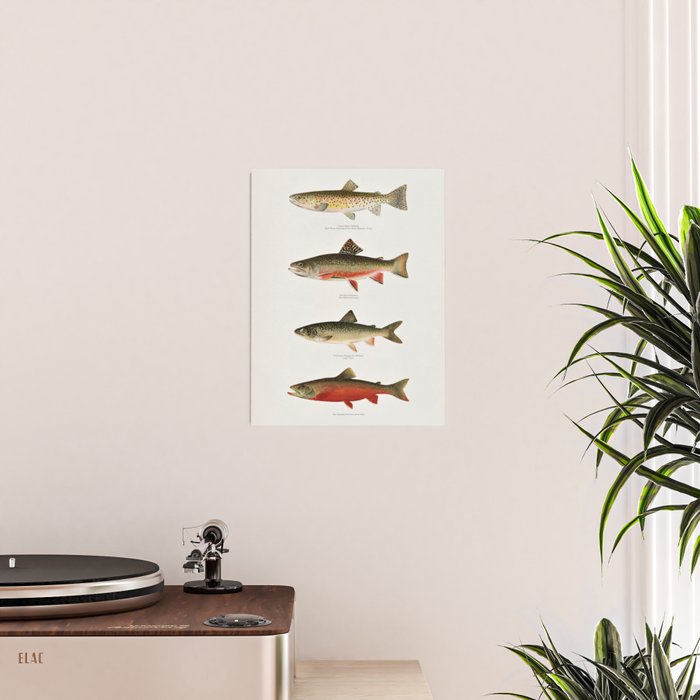 Illustrated North American Freshwater Trout Game Fish Identification Chart Poster Gallery Image 2