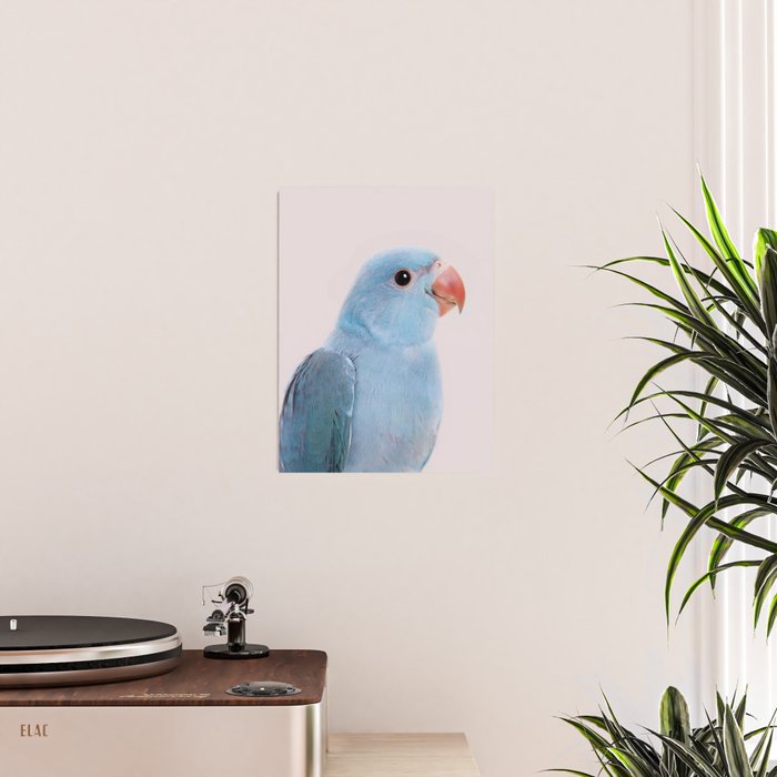 Blue Parrot Poster Gallery Image 2