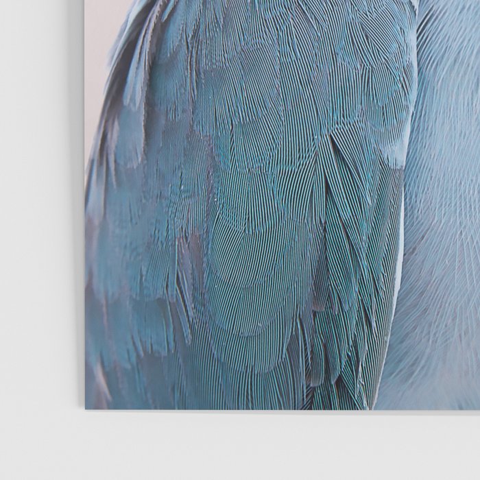 Blue Parrot Poster Gallery Image 3