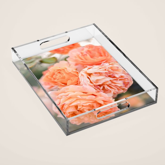 Coral Roses | Ostuni botanical garden photography | Puglia Italy Acrylic Tray Gallery Image 1