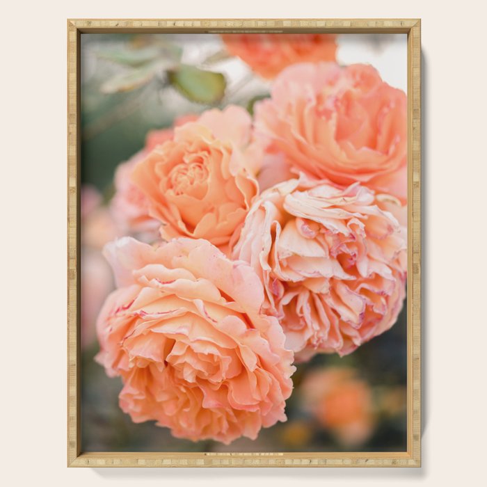 Coral Roses | Ostuni botanical garden photography | Puglia Italy Serving Tray Gallery Image 1