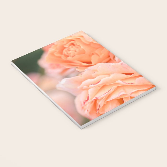 Coral Roses | Ostuni botanical garden photography | Puglia Italy Notebook Gallery Image 3