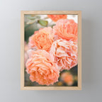 Coral Roses | Ostuni botanical garden photography | Puglia Italy Mini Art Print Gallery Image 1