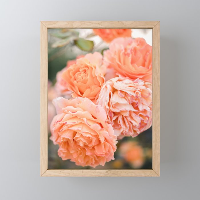 Coral Roses | Ostuni botanical garden photography | Puglia Italy Mini Art Print Gallery Image 1