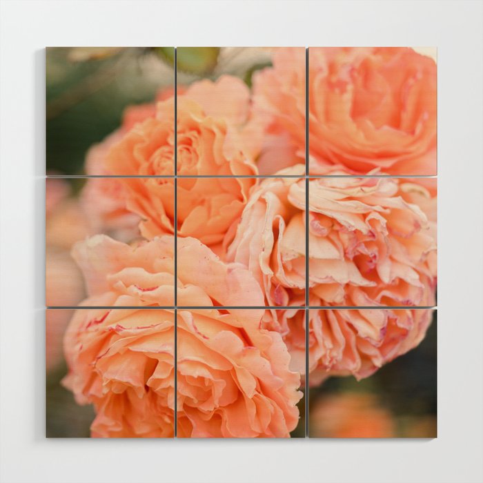 Coral Roses | Ostuni botanical garden photography | Puglia Italy Wood Wall Art Gallery Image 1
