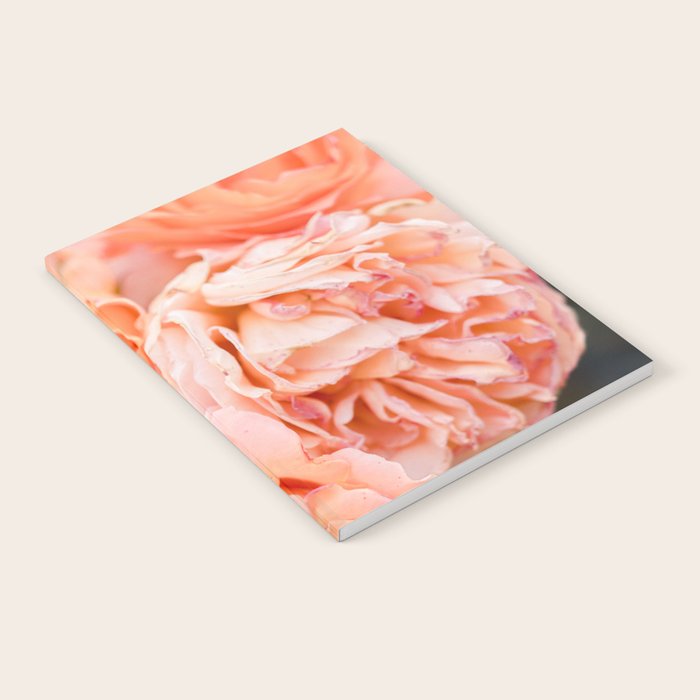 Coral Roses | Ostuni botanical garden photography | Puglia Italy Notebook Gallery Image 1