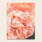 Coral Roses | Ostuni botanical garden photography | Puglia Italy Notebook Gallery Image 4