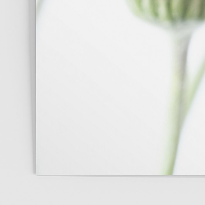 Orange hazy gerbera daisy  Floral spring and summer nature photography  Poster Gallery Image 3