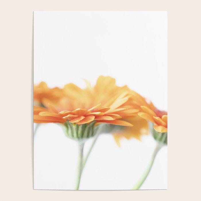 Orange hazy gerbera daisy  Floral spring and summer nature photography  Poster Gallery Image 1