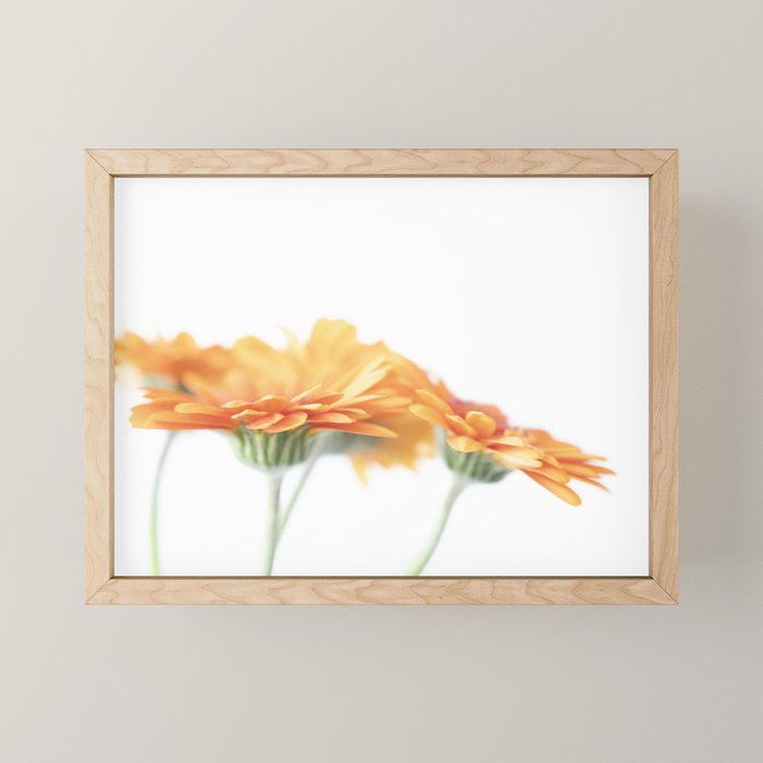 Orange hazy gerbera daisy  Floral spring and summer nature photography  Mini Art Print Gallery Image 1